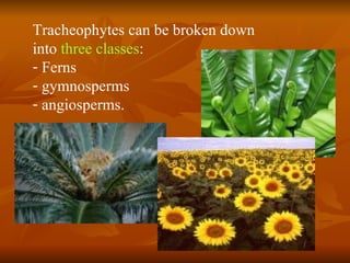 Tracheophytes can be broken down into  three classes :  Ferns gymnosperms angiosperms.   