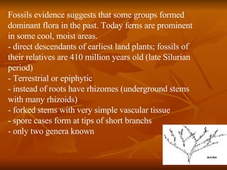 Fossils evidence suggests that some groups formed dominant flora in the past. Today ferns are prominent in some cool, moist areas. - direct descendants of earliest land plants; fossils of their relatives are 410 million years old (late Silurian period) - Terrestrial or epiphytic - instead of roots have rhizomes (underground stems with many rhizoids) - forked stems with very simple vascular tissue - spore cases form at tips of short branchs - only two genera known 