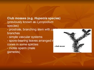 Club mosses (e.g.  Huperzia  species) (previously known as  Lycopodium  species) - prostrate, branching stem with upright branches - simple vascular systems - spore-bearing leaves arranged in cones in some species - motile sperm (male gametes)                       