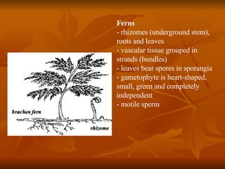 Ferns - rhizomes (underground stem), roots and leaves - vascular tissue grouped in strands (bundles) - leaves bear spores in sporangia - gametophyte is heart-shaped, small, green and completely independent - motile sperm 