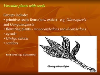 Vascular plants with seeds Groups include: •  primitive seeds ferns (now extict) - e.g.  Glossopteris  and  Gangamopteris •  flowering plants -  monocotyledons  and  dicotyledons •   cycads •   Ginkgo biloba •  conifers Seed ferns (e.g.  Glossopteris ) 