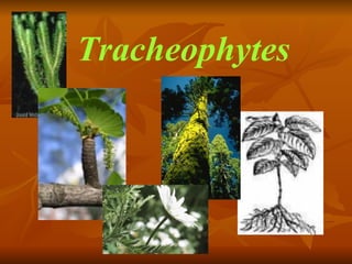 Tracheophytes 