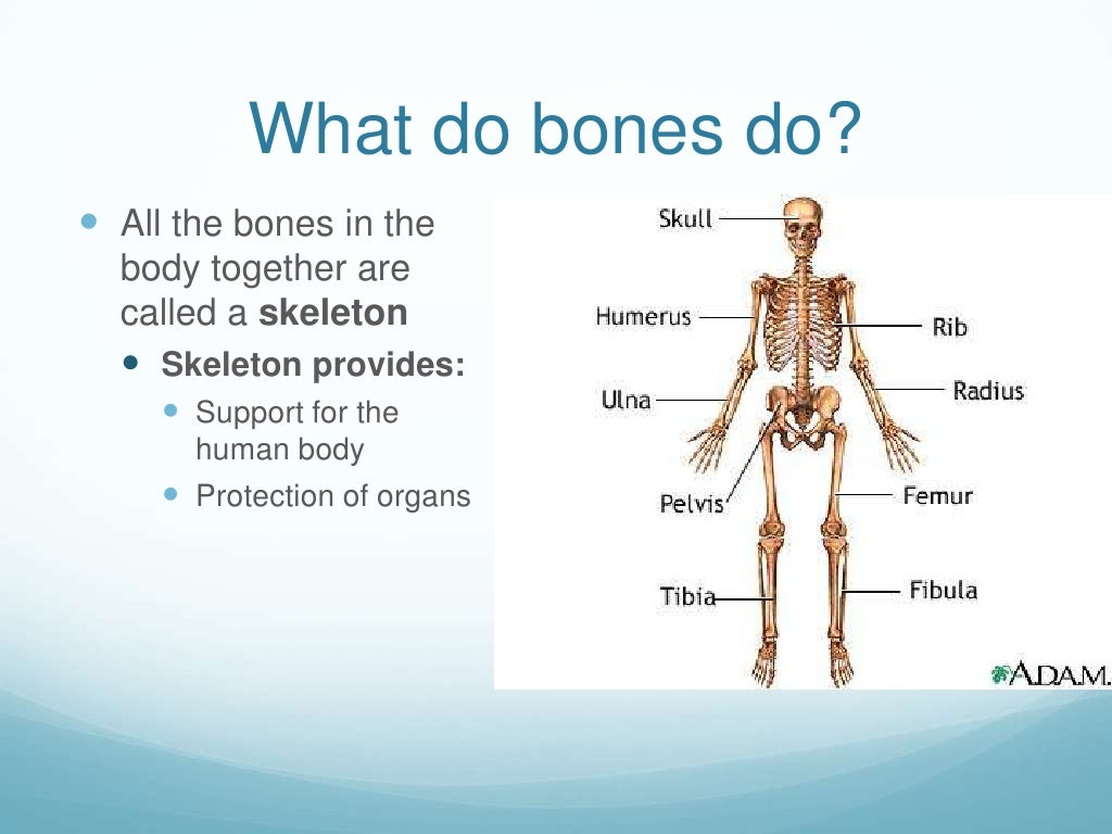 Bones And All Near Me About the Bones