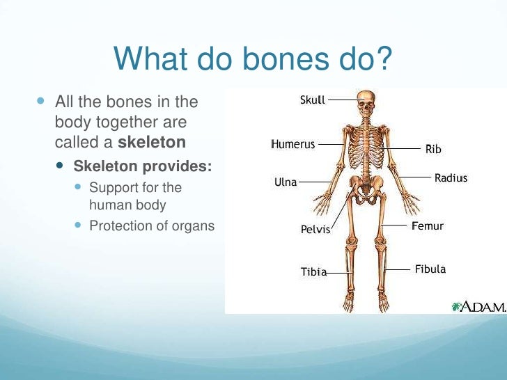 About the Bones