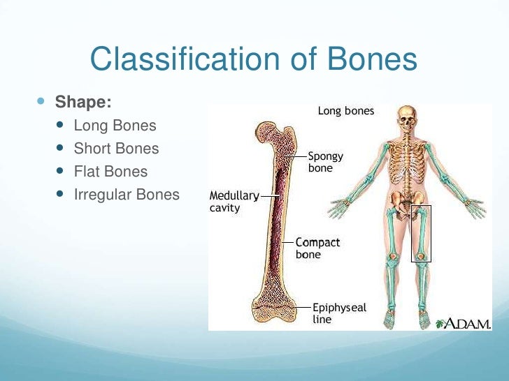 About the Bones