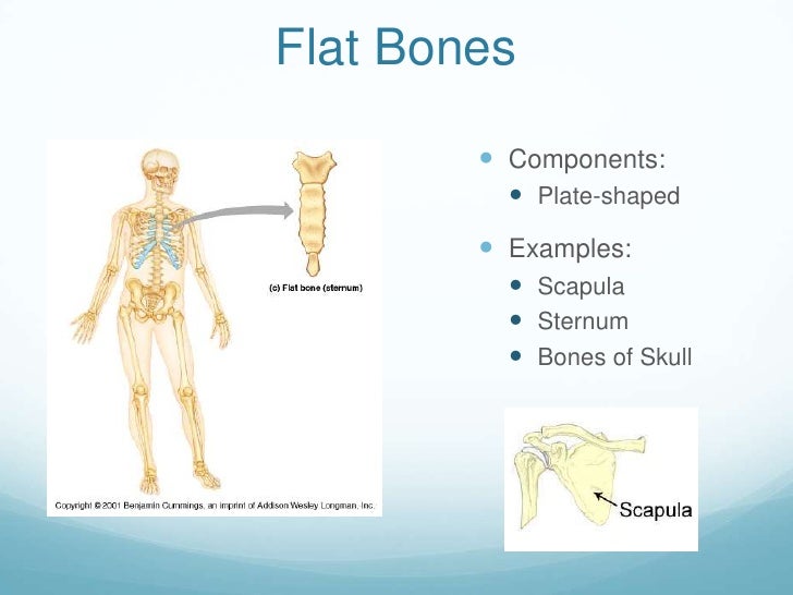 About the Bones