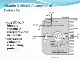 Vitamin D Affects Absorption of
Dietary Ca


 1,25-(OH)2 D
  binds to
  vitamin D
  receptor (VDR)
  in nucleus
 Increase in
  calbindin
  (Ca-binding
  protein)


                              Groff & Gropper, 2000
 
