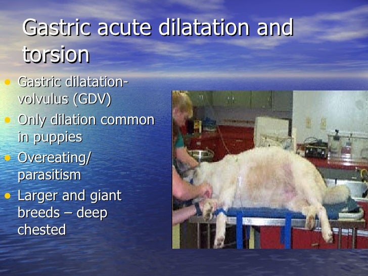 Veterinary Gastrointestinal surgery PartII