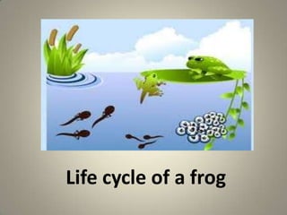Life cycle of a frog
 