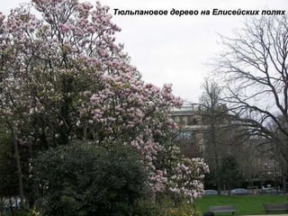 Тюльпановое дерево на Елисейских полях 