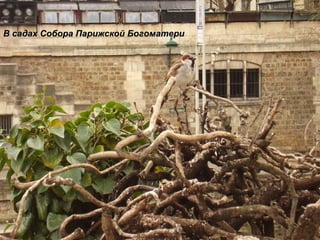 В садах Собора Парижской Богоматери 