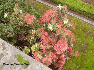 У Нотр-Дам - де-Пари 