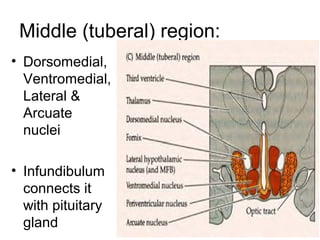 Middle (tuberal) region:
• Dorsomedial,
  Ventromedial,
  Lateral &
  Arcuate
  nuclei

• Infundibulum
  connects it
  with pituitary
  gland
 
