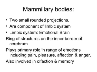 Mammillary bodies:
• Two small rounded projections.
• Are component of limbic system
• Limbic system: Emotional Brain
Ring of structures on the inner border of
  cerebrum
Plays primary role in range of emotions
  including pain, pleasure, affection & anger.
Also involved in olfaction & memory
 