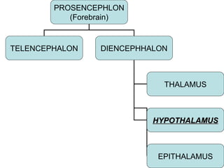 PROSENCEPHLON
           (Forebrain)



TELENCEPHALON    DIENCEPHHALON



                             THALAMUS



                           HYPOTHALAMUS



                            EPITHALAMUS
 