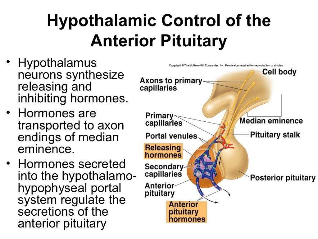 Hypothalamus