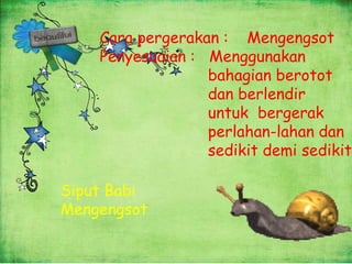Cara pergerakan : Mengengsot
    Penyesuaian : Menggunakan
                  bahagian berotot
                  dan berlendir
                  untuk bergerak
                  perlahan-lahan dan
                  sedikit demi sedikit.

Siput Babi
Mengengsot
 