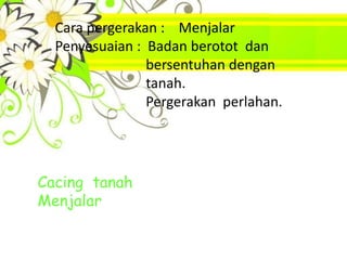 Cara pergerakan : Menjalar
  Penyesuaian : Badan berotot dan
                bersentuhan dengan
                tanah.
                Pergerakan perlahan.




Cacing tanah
Menjalar
 