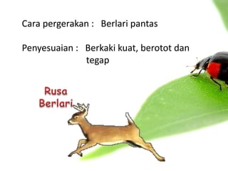 Cara pergerakan : Berlari pantas

Penyesuaian : Berkaki kuat, berotot dan
              tegap
 