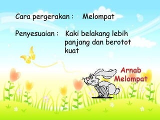 Cara pergerakan :   Melompat

Penyesuaian : Kaki belakang lebih
              panjang dan berotot
              kuat
 