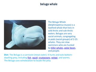 beluga whale




                                             The Beluga Whale
                                             (Delphinapterus leucas) is a
                                             toothed whale that lives in
                                             cold Arctic and sub-Arctic
                                             waters. Belugas are very
                                             social animals, congregating
                                             in pods (social groups) of 2-25
                                             whales. They are slow
                                             swimmers who are hunted
                                             by killer whales, polar bears,
                                             and people.
Diet: The Beluga is a carnivore (meat-eater). It hunts and eats bottom-
dwelling prey, including fish, squid, crustaceans, octopi, and worms.
The Beluga uses echolocation to locate the prey
 