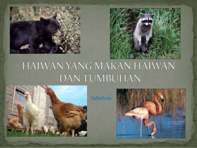 Pengelasan Haiwan Mengikut Jenis Makanan Yang Dimakan