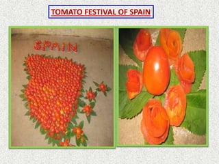 TOMATO FESTIVAL OF SPAIN
 