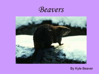 Beavers By Kyle Beaver 