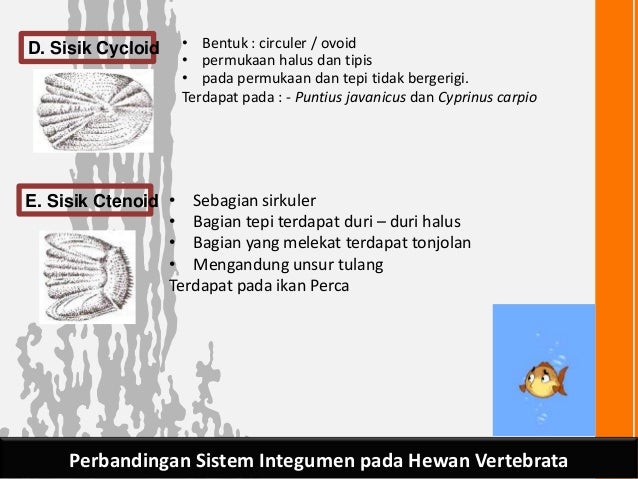 Sistem Integumen Vertebrata 