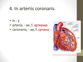 4. In arteriis coronaris.
• in - у
• arteria, - ae, f. артерија
• coronaria, - ae, f. срчана
http://www.texasheartinstitute.org/HIC/Anatomy_Esp/coroa_sp.cfm
 