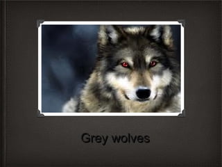 Grey wolves

 