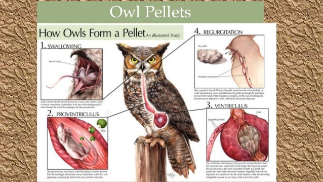 Owl Pellets