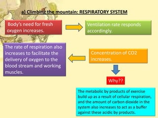 a) Climbing the mountain: RESPIRATORY SYSTEM
Body’s need for fresh
oxygen increases.
The rate of respiration also
increases to facilitate the
delivery of oxygen to the
blood stream and working
muscles.

Ventilation rate responds
accordingly.

Concentration of CO2
increases.

Why??
The metabolic by products of exercise
build up as a result of cellular respiration,
and the amount of carbon dioxide in the
system also increases to act as a buffer
against these acidic by products.

 