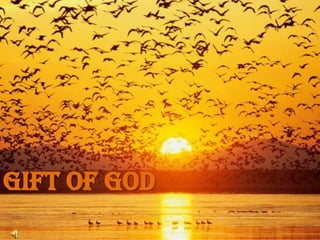 GIFT OF GOD
 