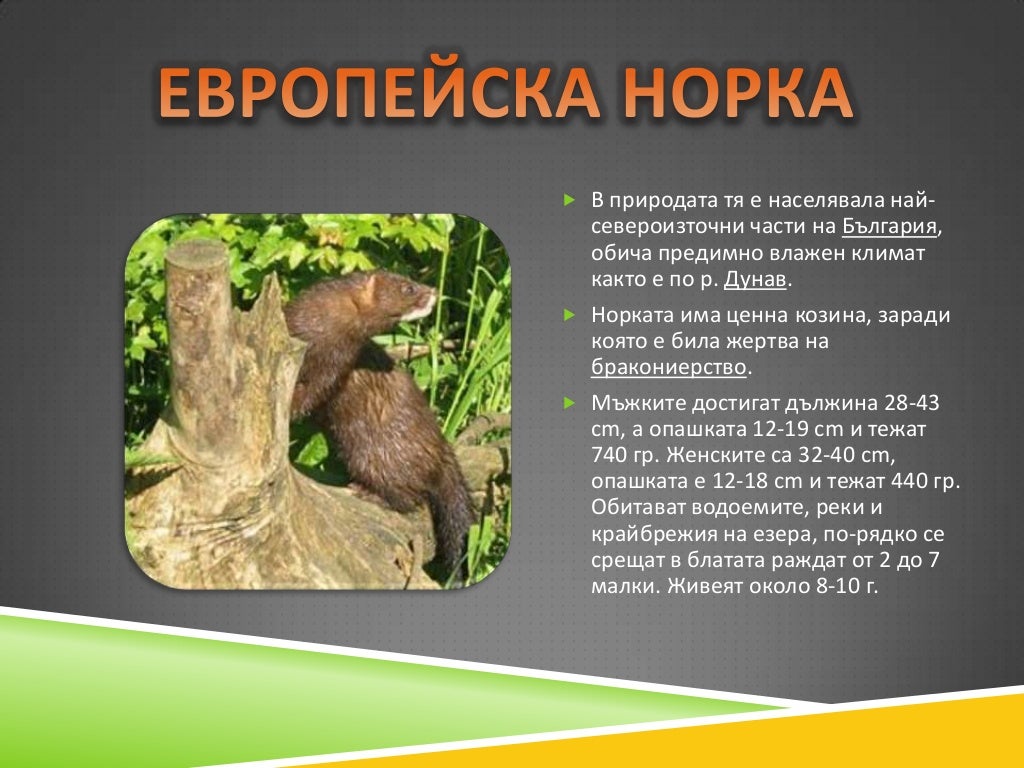 Защитени видове животни и растения