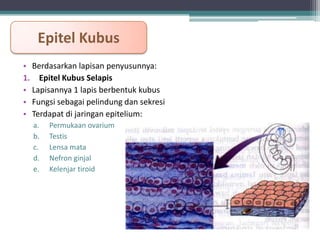 Epitel Kubus
• Berdasarkan lapisan penyusunnya:
1. Epitel Kubus Selapis
• Lapisannya 1 lapis berbentuk kubus
• Fungsi sebagai pelindung dan sekresi
• Terdapat di jaringan epitelium:
a.
b.
c.
d.
e.

Permukaan ovarium
Testis
Lensa mata
Nefron ginjal
Kelenjar tiroid

 