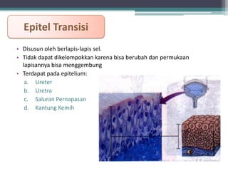 Epitel Transisi
• Disusun oleh berlapis-lapis sel.
• Tidak dapat dikelompokkan karena bisa berubah dan permukaan
lapisannya bisa menggembung
• Terdapat pada epitelium:
a. Ureter
b. Uretra
c. Saluran Pernapasan
d. Kantung Kemih

 