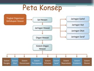 Peta Konsep
Tingkat Organisasi
Kehidupan Hewan

Jaringan Epitel

Sel Hewan

Jaringan Ikat
Jaringan Hewan
Jaringan Otot

Jaringan Saraf

Organ Hewan

Sistem Organ
Hewan

Sistem
Rangka

Sistem
Sistem
Otot Pencernaan

Sistem
Pernapasan

Sistem
Sirkulasi

Sistem
Saraf

Sistem
Reproduksi

Sistem
Endokrin

Sistem
Eksresi

 