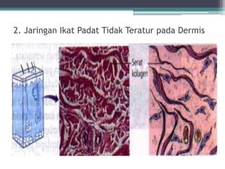2. Jaringan Ikat Padat Tidak Teratur pada Dermis

 