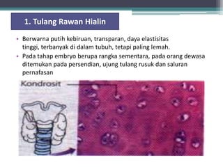 1. Tulang Rawan Hialin
• Berwarna putih kebiruan, transparan, daya elastisitas
tinggi, terbanyak di dalam tubuh, tetapi paling lemah.
• Pada tahap embryo berupa rangka sementara, pada orang dewasa
ditemukan pada persendian, ujung tulang rusuk dan saluran
pernafasan

 