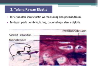 2. Tulang Rawan Elastis
• Tersusun dari serat elastin warna kuning dan perikondrium.
• Terdapat pada : embrio, laring, daun telinga, dan epiglotis.

 