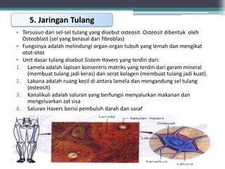 5. Jaringan Tulang
• Tersusun dari sel-sel tulang yang disebut osteosit. Osteosit dibentuk oleh
Osteoblast (sel yang berasal dari fibroblas)
• Fungsinya adalah melindungi organ-organ tubuh yang lemah dan mengikat
otot-otot
• Unit dasar tulang disebut Sistem Havers yang terdiri dari:
1. Lamela adalah lapisan konsentris matriks yang terdiri dari garam mineral
(membuat tulang jadi keras) dan serat kolagen (membuat tulang jadi kuat).
2. Lakuna adalah ruang kecil di antara lamela dan mengandung sel tulang
(osteosit)
3. Kanalikuli adalah saluran yang berfungsi menyalurkan makanan dan
mengeluarkan zat sisa
4. Saluran Havers berisi pembuluh darah dan saraf

 