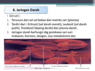 6. Jaringan Darah
• Ciri-ciri :
1. Tersusun dari sel-sel bebas dan matriks cair (plasma)
2. Terdiri dari : Eritrosit (sel darah merah), Leukosit (sel darah
putih), Trombosit (keping darah) dan plasma darah.
3. Jaringan darah berfungsi sbg pembawa sari-sari
makanan, hormon, oksigen, sisa metabolisme dan
mencegah infeksi.

 