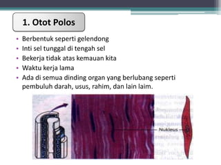 1. Otot Polos
•
•
•
•
•

Berbentuk seperti gelendong
Inti sel tunggal di tengah sel
Bekerja tidak atas kemauan kita
Waktu kerja lama
Ada di semua dinding organ yang berlubang seperti
pembuluh darah, usus, rahim, dan lain laim.

 