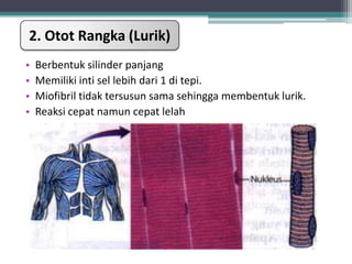 2. Otot Rangka (Lurik)
•
•
•
•

Berbentuk silinder panjang
Memiliki inti sel lebih dari 1 di tepi.
Miofibril tidak tersusun sama sehingga membentuk lurik.
Reaksi cepat namun cepat lelah

 