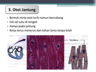 3. Otot Jantung
•
•
•
•

Bentuk mirip otot lurik namun bercabang
Inti sel satu di tengah
Hanya pada jantung
Kerja terus menerus dan tahan lama tanpa lelah

 