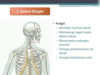 1. Sistem Rangka
• Fungsi:
▫ Memberi bentuk tubuh
▫ Melindungi organ lunak
dalam tubuh
▫ Menyimpan cadangan
mineral
▫ Tempat pembentukan sel
darah
▫ Tempat melekatnya otot

 