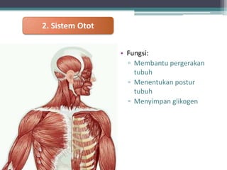 2. Sistem Otot
• Fungsi:
▫ Membantu pergerakan
tubuh
▫ Menentukan postur
tubuh
▫ Menyimpan glikogen

 