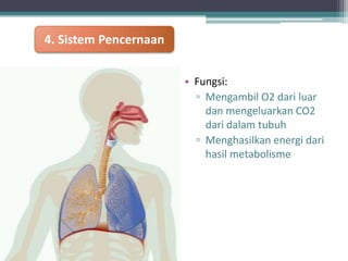 4. Sistem Pencernaan
• Fungsi:
▫ Mengambil O2 dari luar
dan mengeluarkan CO2
dari dalam tubuh
▫ Menghasilkan energi dari
hasil metabolisme

 