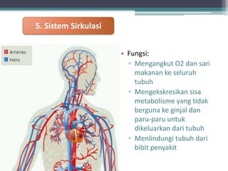 5. Sistem Sirkulasi
• Fungsi:
▫ Mengangkut O2 dan sari
makanan ke seluruh
tubuh
▫ Mengekskresikan sisa
metabolisme yang tidak
berguna ke ginjal dan
paru-paru untuk
dikeluarkan dari tubuh
▫ Menlindungi tubuh dari
bibit penyakit

 